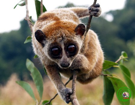 Cu li nhỏ Nycticebus pygmaeus.