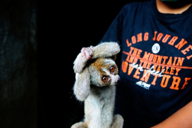 Một con culi Java được cứu thoát khỏi những kẻ buôn bán động vật hoang dã bất hợp pháp chắp tay chào nhân viên y tế thuộc Trung tâm giải cứu động vật quốc tế ở Ciamis, Tây Java, Indonesia. 