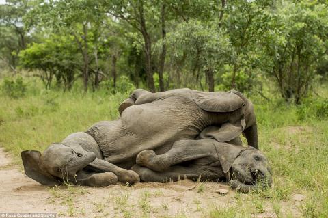 Năm nay, quả Marula rơi xuống đất rất nhiều, cung cấp nguồn thực phẩm dồi dào cho đàn voi.     Năm nay, quả Marula rơi xuống đất rất nhiều, cung cấp nguồn thực phẩm dồi dào cho đàn voi.     