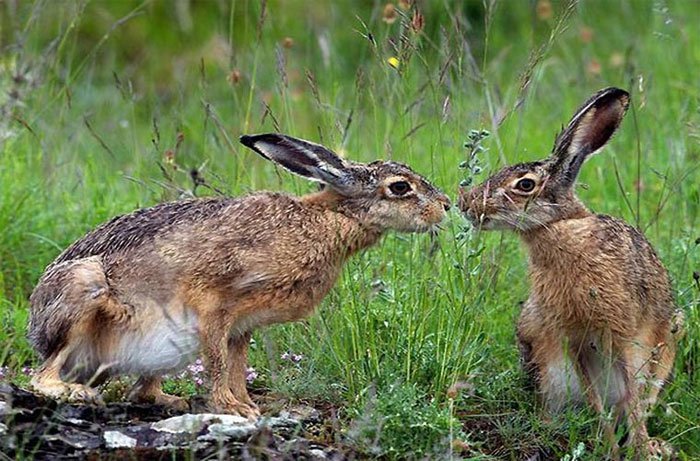 Đôi thỏ nhìn nhau "âu yếm" ở công viên Kasentino, Italy…