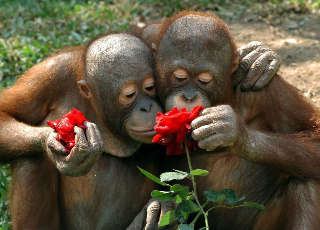 Đôi tình nhân và trò chơi muôn thuở - yêu hay không yêu.