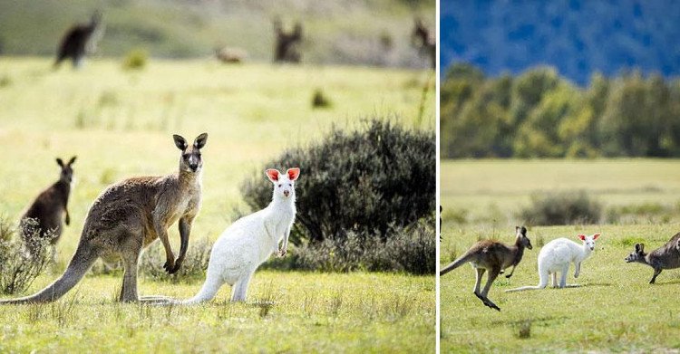 Kangaroo bạch tạng bên cạnh các bạn của mình.