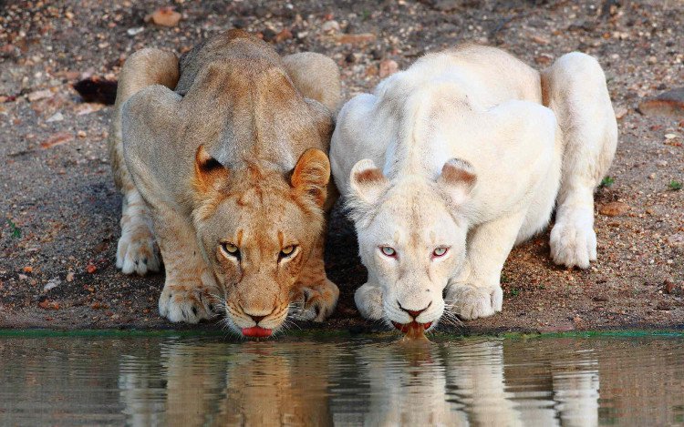 Khi đứng kế bên chú sư tử bình thường thì chú sư tử trắng này trở nên thật khác biệt và độc đáo.