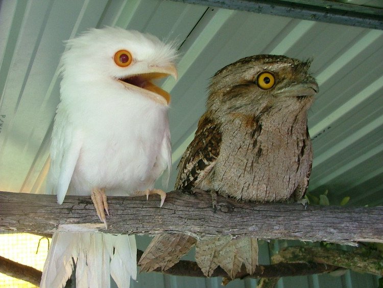Một chú chim cú thuộc loài frogmouth bị bạch tạng bên cạnh một chú chim bình thường.