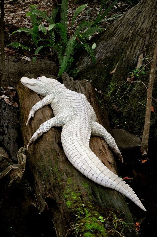 Màu da trắng khiến cho chú cá sấu nhìn như một loại động vật quý hiếm.