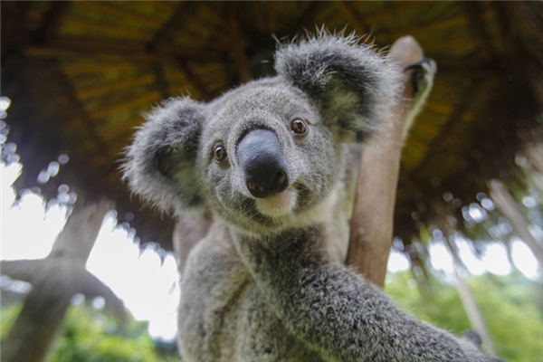 Gấu túi koala: Loài thú đáng yêu này sở hữu bộ não nhỏ nhất trong tất cả những loài động vật có vú mà con người từng biết đến, nó chỉ chiếm 2% trọng lượng cơ thể. Thức ăn yêu thích của chúng là lá bạch đàn, và nó rất khó tiêu.