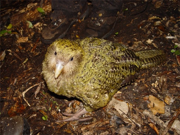 Vẹt kakapo: Mặc dù nhìn giống gà hay cú nhưng cư dân New Zealand bản địa này thực ra lại là vẹt. Chúng không biết bay vì phần cánh bị thoái hóa chỉ còn một mẩu rất nhỏ. Chúng chỉ thơ thẩn trên nền rừng để tìm kiếm thức ăn, và khi hoảng sợ, chúng chỉ biết chết đứng một chỗ, trở thành con mồi rất lý tưởng cho những loài ăn thịt khác. Hiện loài vẹt này đang trong tình trạng vô cùng nguy cấp, chỉ 150 con còn sống.