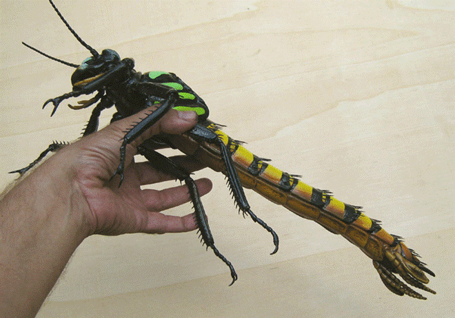 Chuồn chuồn Meganeura có sải cánh lên đến 70 cm, bằng chiều dài của cánh tay con người.