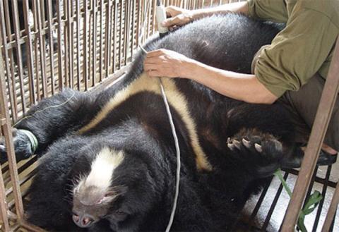 Theo báo cáo năm 2012, một con gấu bị bỏ đói 10 ngày đã tự nhịn đói cho đến chết. Những người tham gia chiến dịch động vật nói rằng họ đã nhiều lần chứng kiến những con gấu khác cũng làm điều tương tự như vậy trong vài năm gần đây tại Trung Quốc.