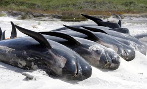 Tháng 11/2011, 61 con cá voi đã tự mắc cạn tại một bờ biển thuộc NewZealand. Đến nay con người vẫn chưa hiểu tại sao chúng lại làm vậy. Có một giả thuyết cho rằng, khi con voi đầu đàn có hành động tự tử, những con voi khác trong đàn sẽ làm theo. Kết quả còn lại 18 con cá voi sống sót  