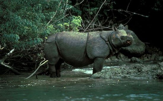 Theo WWF, tê giác Java ở vườn quốc gia Cát Tiên được phát hiện đã chết với vết đạn bị bắn vào chân và cái sừng biến mất vào tháng 4 năm ngoái. Loài tê giác một sừng Java tuyệt chủng ở Việt Nam. Hiện loài này vẫn còn một số cá thể và đang được bảo tồn ở Indonesia.
