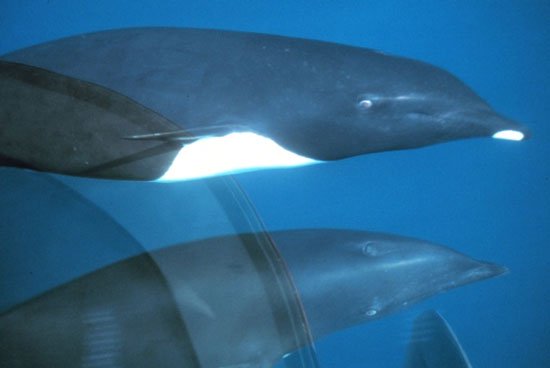 Chỉ còn khoảng 350 con cá voi lưng thẳng ở biển Atlantic. 