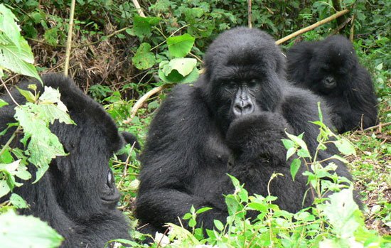 Khỉ đột núi. Còn khoảng 700 con vẫn còn sống ở phía đông Trung Phi. Loài này đang trên bờ tuyệt chủng do chính sách bất ổn của chính phủ nước này. 
