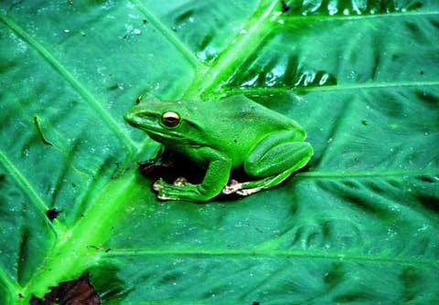 Ếch cây xanh đốm là một loài khá hiền lành. Cũng như các loài động vật hoang dã khác, ếch cây xanh đốm có một vai trò rất quan trọng trong hệ sinh thái. 