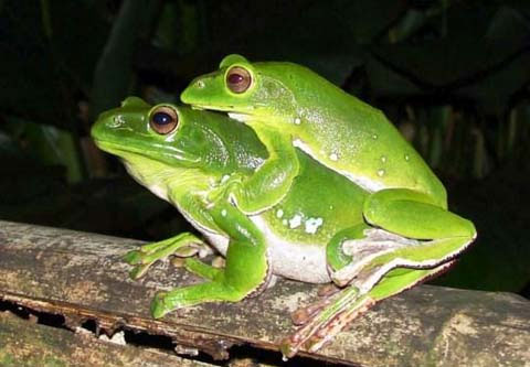 Một cặp ếch cây xanh đốm. Thông thường một con đực ôm lưng một cá thể cái để vừa tưới tinh trùng lên trứng vừa lấy chân sau xoa cho trứng sồi bọt trắng lên.