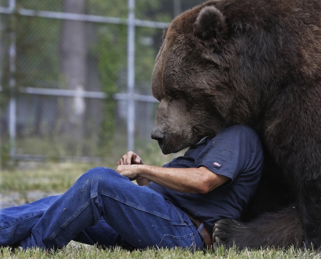 Khoảnh khắc thú vị khi nhân viên bảo tồn Jim Kowalczik chơi đùa với Jimbo, con gấu Kodiak nặng 680 kg ở Trung tâm cứu trợ động vật hoang dã Otisville, New York, Mỹ.