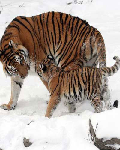 Loài hổ Siberia là loài hổ to nhất, chúng có cân nặng trung bình  khoảng 200kg. Tuy nhiên, những con đực có thể nặng đến 340kg.