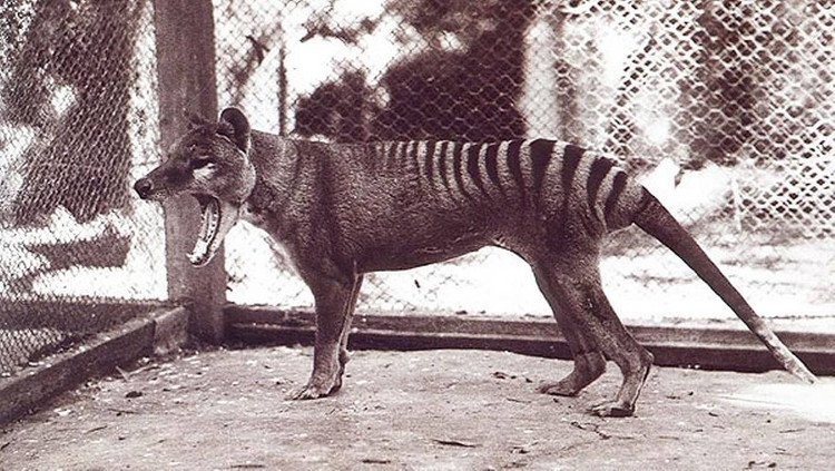 Hổ Tasmania