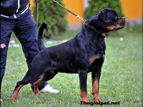 chó cảnh Rottweiler – Người vệ sỹ tin cậy