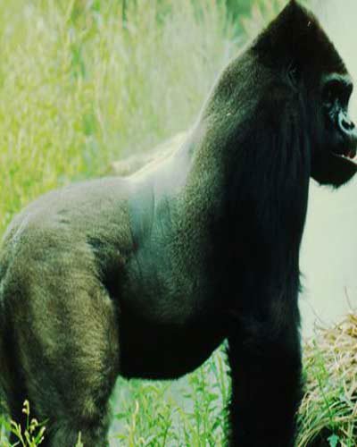 Khỉ đột nặng 390kg, cao 1,76m.