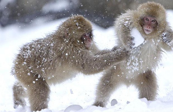 Cuộc sống của khỉ tuyết mặt đỏ siêu cute 2