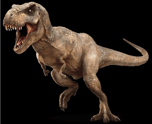 Bạn có thể đã nghe ai đó nói với bạn rằng hai chi trước rất nhỏ của khủng long bạo chúa là vô dụng, nhưng đó là một quan niệm hoàn toàn sai. Loài khủng long có hệ cơ bắp rất khỏe, nó có thể di chuyển khi mang theo khối lượng lớn hơn 430 pounds (khoảng 195 kg) trên mỗi chi trước này