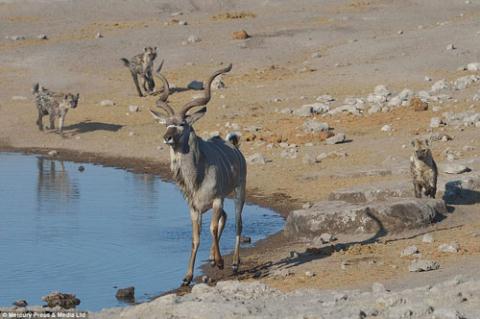 Trong khi đang uống nước tại một hố nước trong vườn quốc gia Etosha ở Namibia, một con linh dương cuđu đực đã bị bao vây bởi 14 con linh cẩu đói đang đi săn gần đó. Linh dương chọn giải pháp nhảy xuống nước để tránh bị tấn công.  