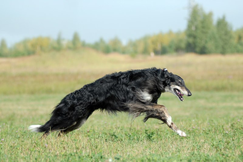 Chó Borzoi (tốc độ tối đa: 58 km/h).