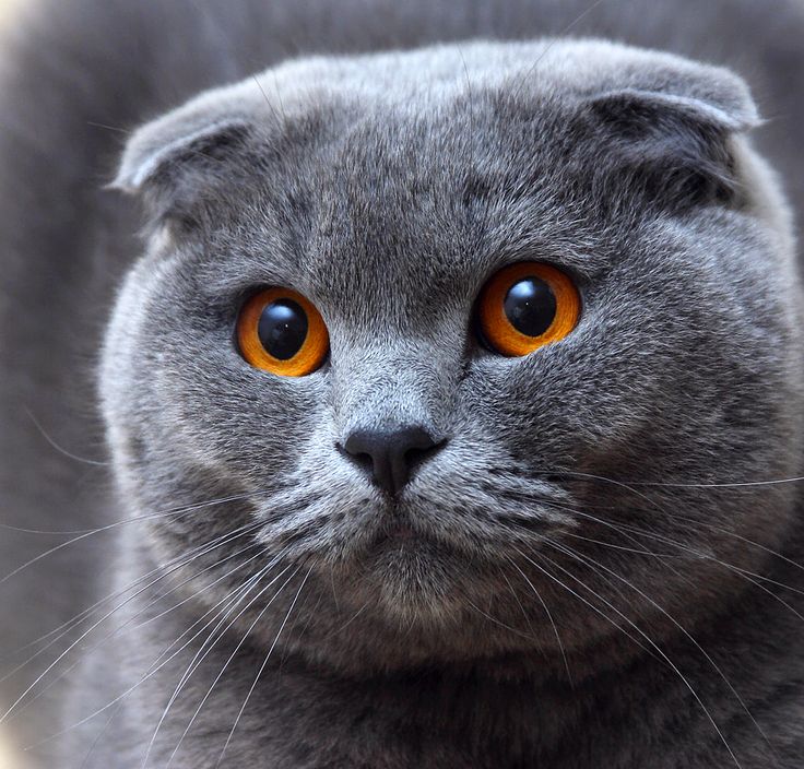 Giống mèo Scottish Fold của xứ Scotland có một đôi tai vô cùng đặc biệt với những nếp gấp