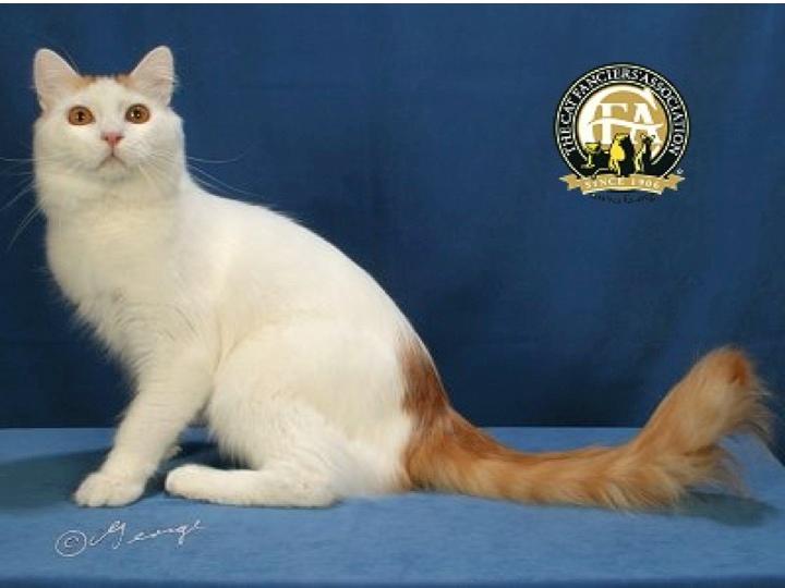 Mèo Turkish Van