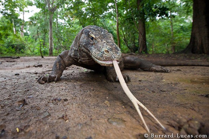 Rồng Komodo