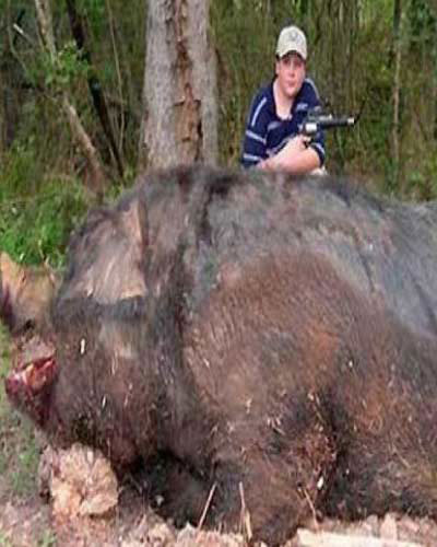 Con lợn rừng này có cân nặng gần 450kg, chiều dài khoảng 2,8m.