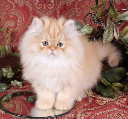Mèo Ba Tư (Persian) 