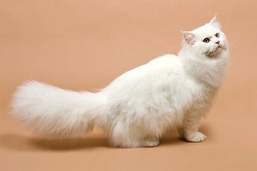 Mèo lông dài Anh