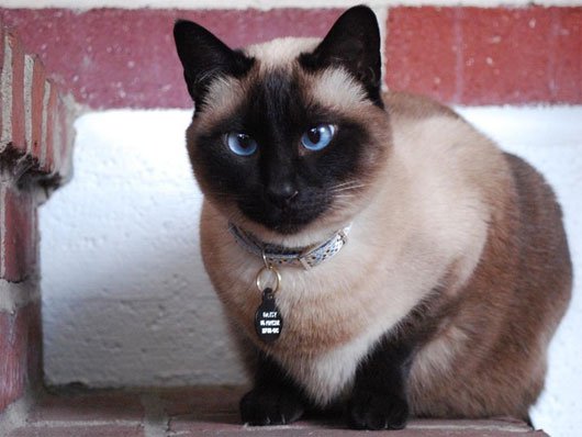 Mèo Xiêm có đặc điểm là mắt xanh dương