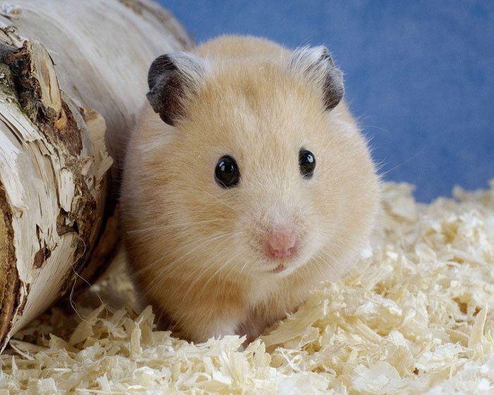 Với một kỹ thuật di truyền kì lạ và một tế bào gốc, các nhà nghiên cứu đã tạo ra chú chuột đầu tiên từ gene của 2 chuột đực 