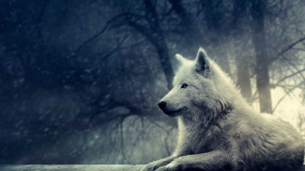 Những hình ảnh đẹp về loài sói 2