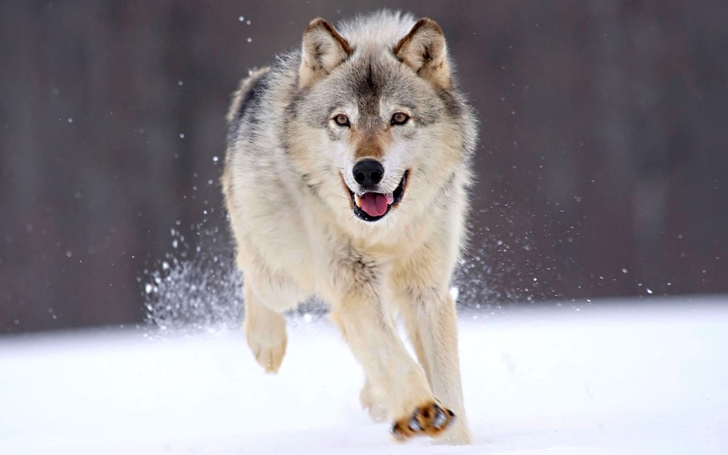 Những hình ảnh đẹp về loài sói 3