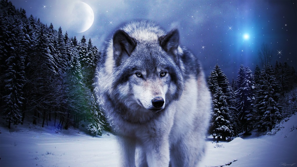 Những hình ảnh đẹp về loài sói 5