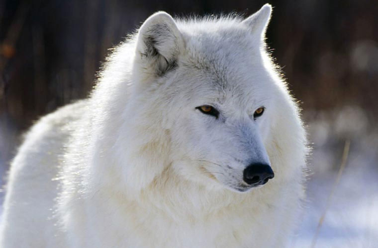 Những hình ảnh đẹp về loài sói