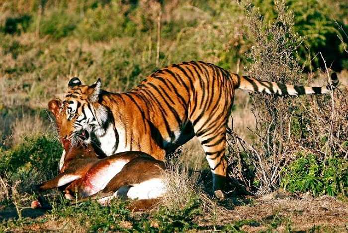 Hổ là một trong những loài thú ăn thịt tàn bạo nhất trong vương quốc động vật. Chúng hội tụ đầy đủ những yếu tố của một kẻ săn mồi hung ác, bao gồm sức mạnh, khéo léo, tốc độ, kiêu ngạo và sự xảo quyệt.