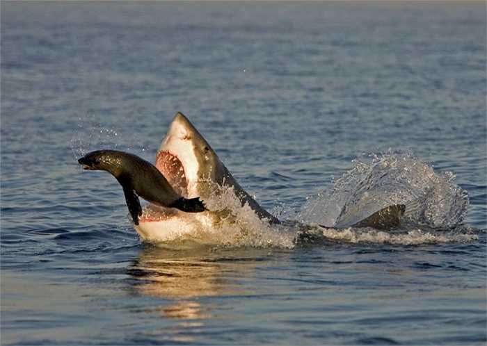 Khi đi kiếm ăn, cá mập huy động mọi giác quan: thị giác, khứu giác, vị giác, xúc giác và thính giác. Tiếng động từ xa hay cảm nhận về máu có thể thu hút nó tới chỗ con mồi tiềm năng.