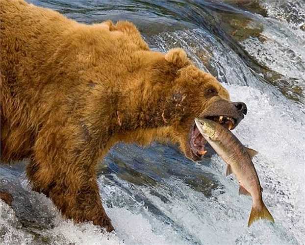 Cái chết đến với con mồi nhanh chóng khi gấu sử dụng bộ móng sắc và hàm răng cực khoẻ của chúng.