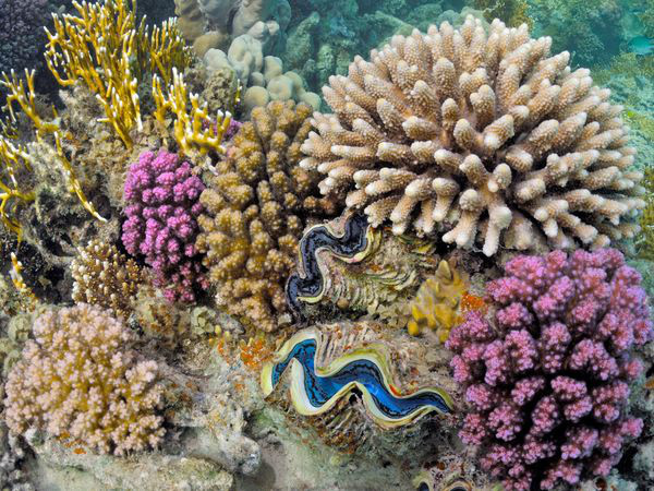 Những sinh vật biển "quái lạ" ở rạn san hô 2