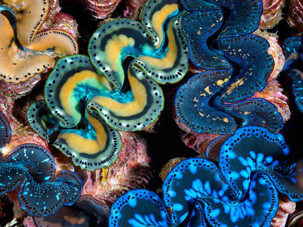Những sinh vật biển "quái lạ" ở rạn san hô 4