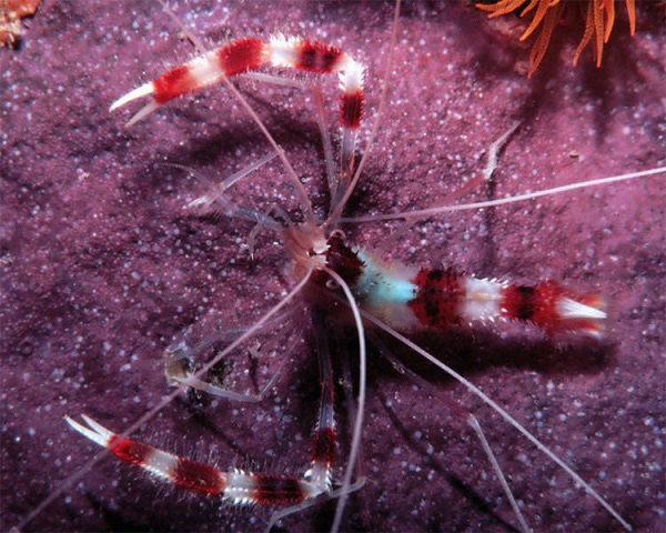 Những sinh vật biển "quái lạ" ở rạn san hô 8