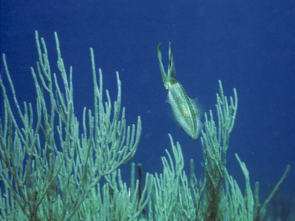 Những sinh vật biển "quái lạ" ở rạn san hô 11