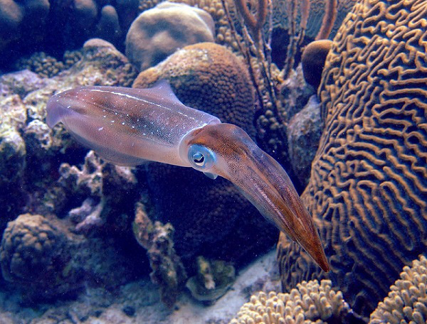 Những sinh vật biển "quái lạ" ở rạn san hô 12