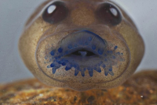 Cận cảnh miệng của nòng nọc ếch Frankixalus dưới kính hiển vi.