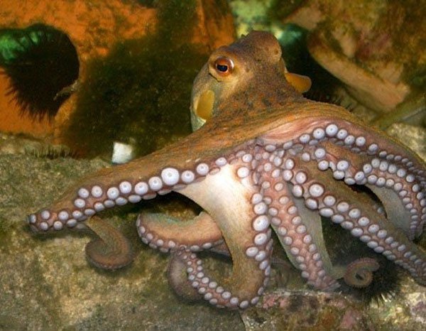 Bạch tuộc thuộc bộ Octopoda